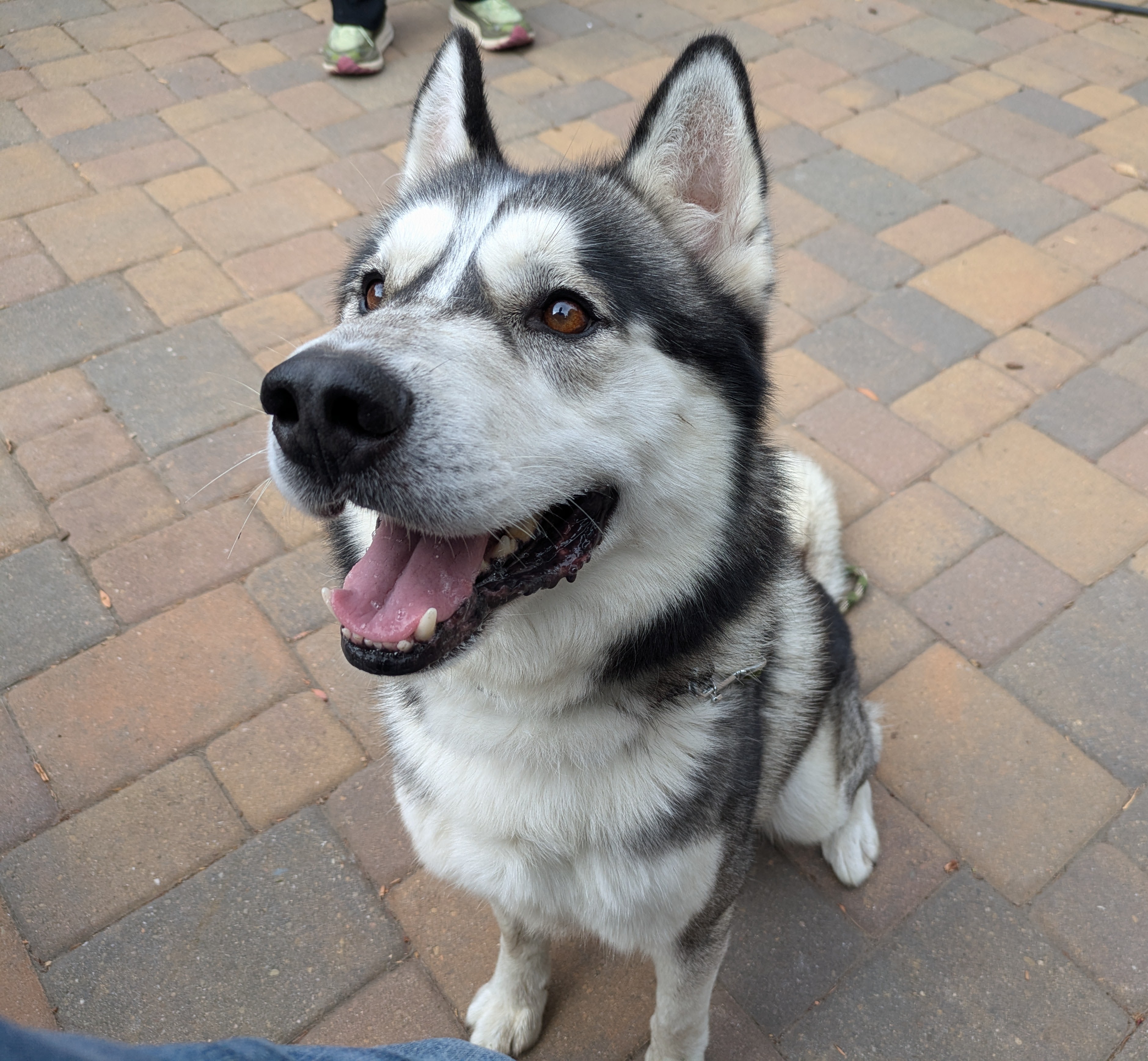 Buck, a Adoptable Siberian Husky in Kensington, CA image 2/6