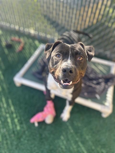 GUAVA, Adoptable, Young Female Pit Bull Terrier.