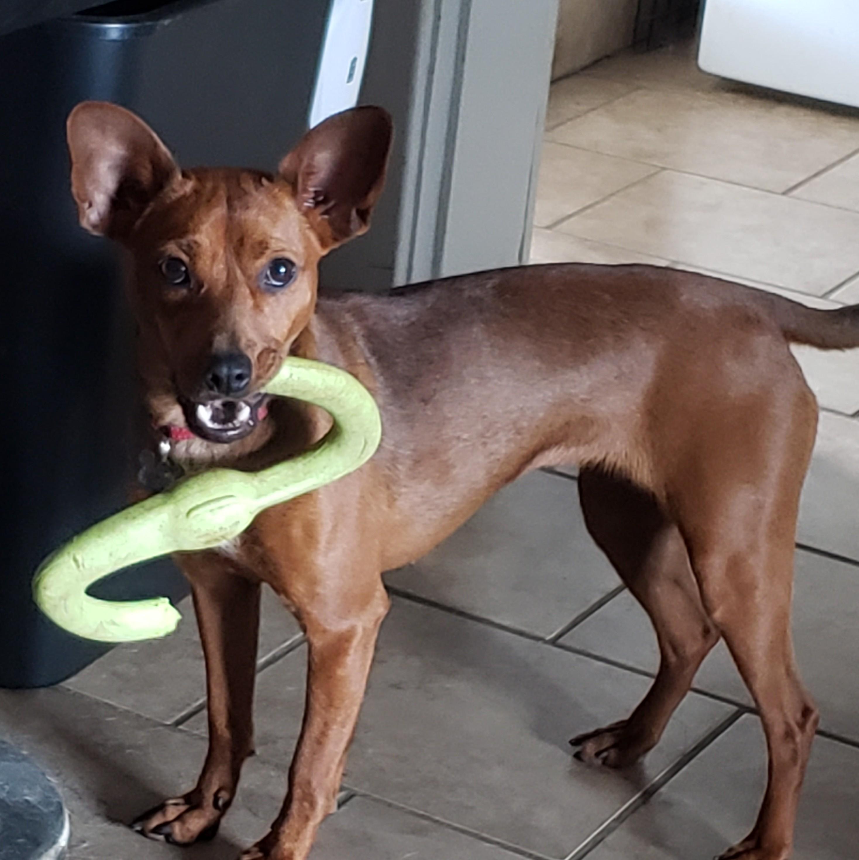 Enlarge Nikki, a Adoptable mixed breed in Albany, NY image 2/6