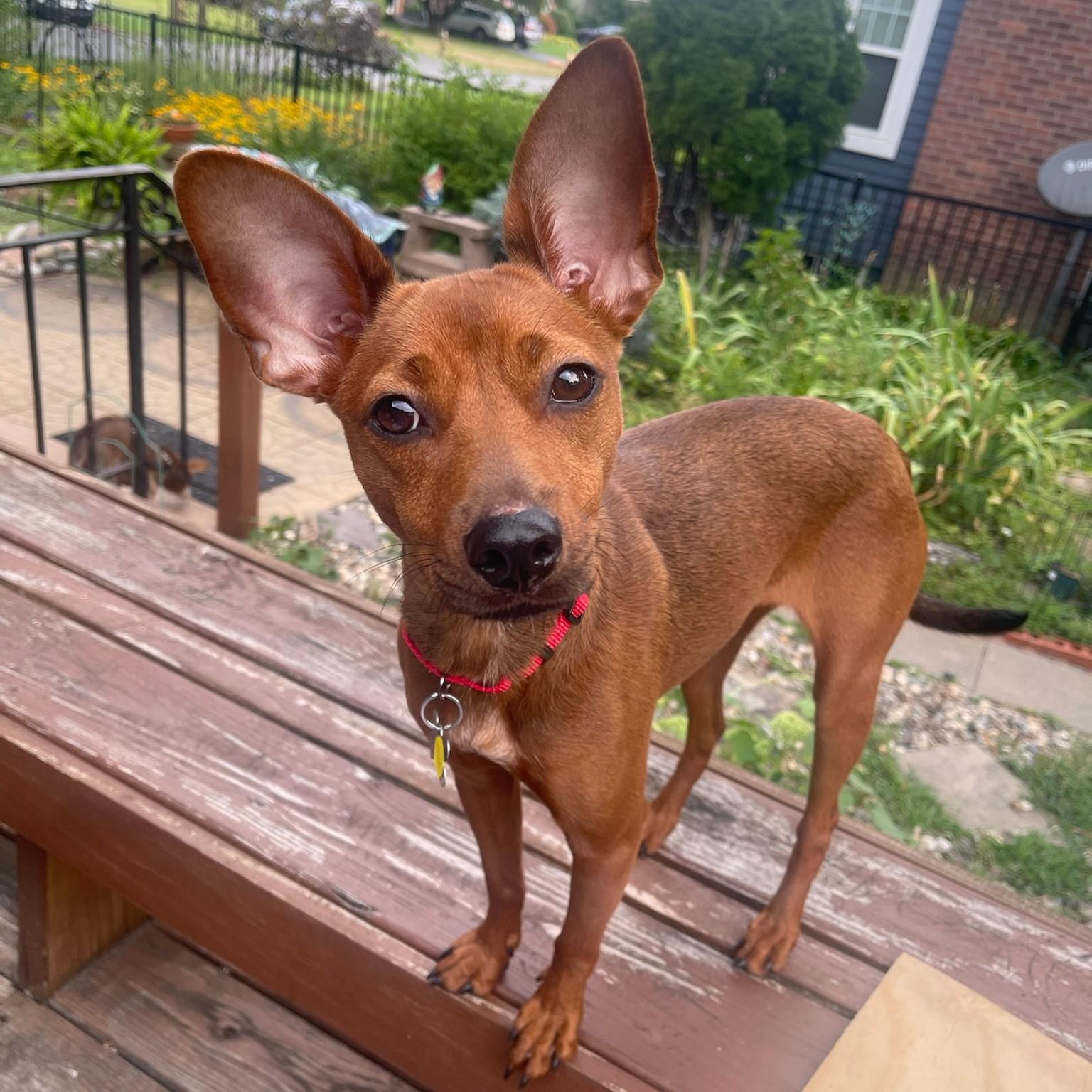 Enlarge Nikki, a Adoptable mixed breed in Albany, NY image 3/6