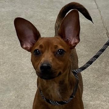 Enlarge Nikki, a Adoptable mixed breed in Albany, NY image 6/6