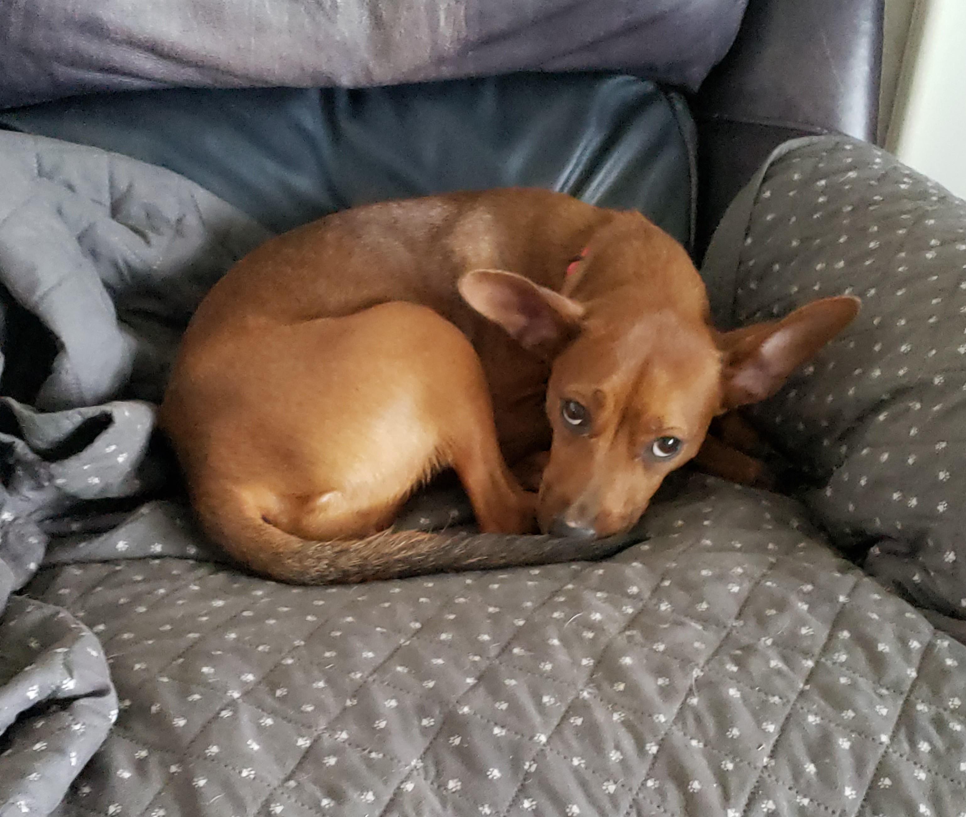 Enlarge Nikki, a Adoptable mixed breed in Albany, NY image 4/6