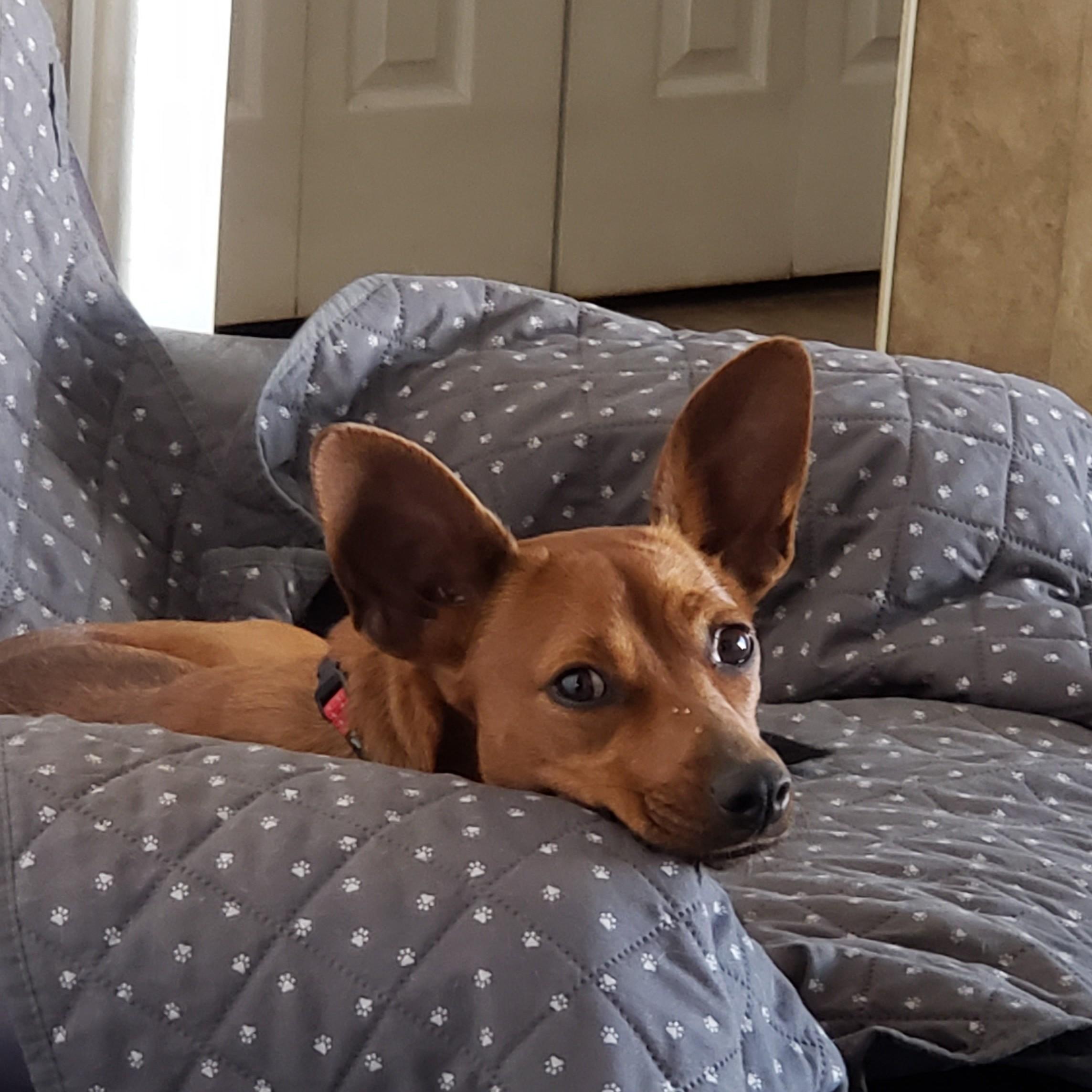 Enlarge Nikki, a Adoptable mixed breed in Albany, NY image 1/6