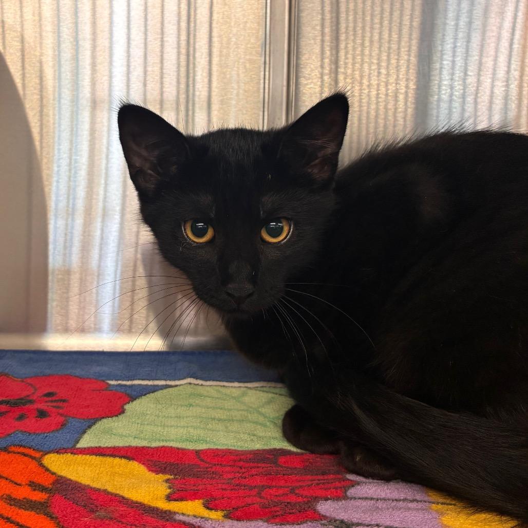 Aragorn, a Adoptable Domestic Short Hair in Manhattan, KS image 1/2