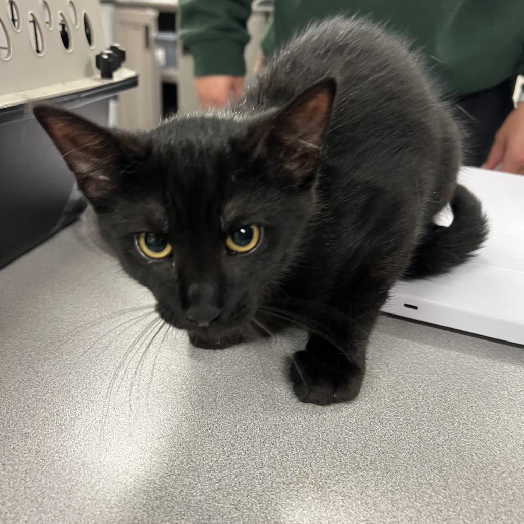 Aragorn, a Adoptable Domestic Short Hair in Manhattan, KS image 2/2