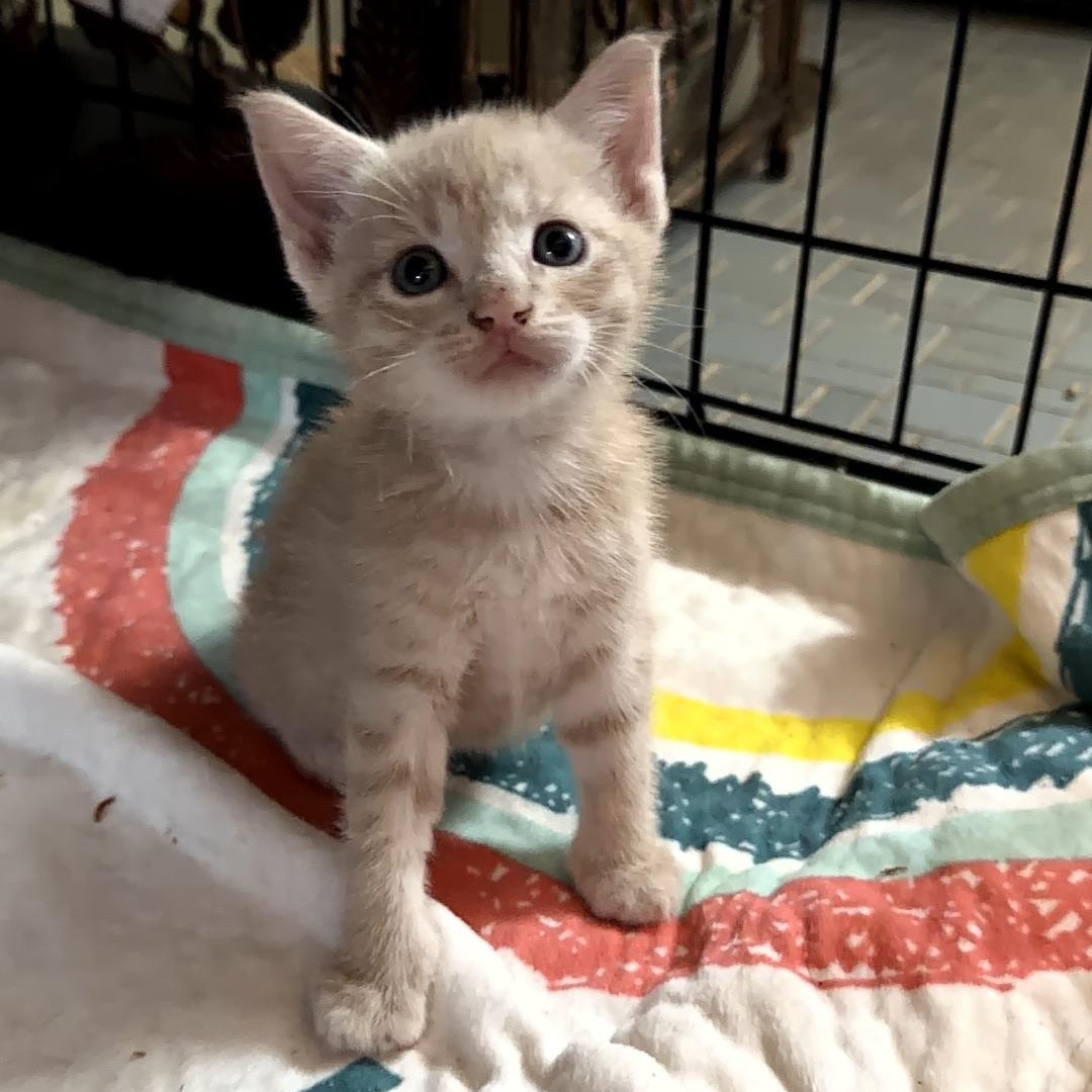 Enlarge Orion, a ADOPTABLE Domestic Short Hair in Boston, MA image 1/4