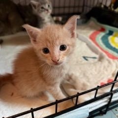 Enlarge Orion, a ADOPTABLE Domestic Short Hair in Boston, MA image 4/4