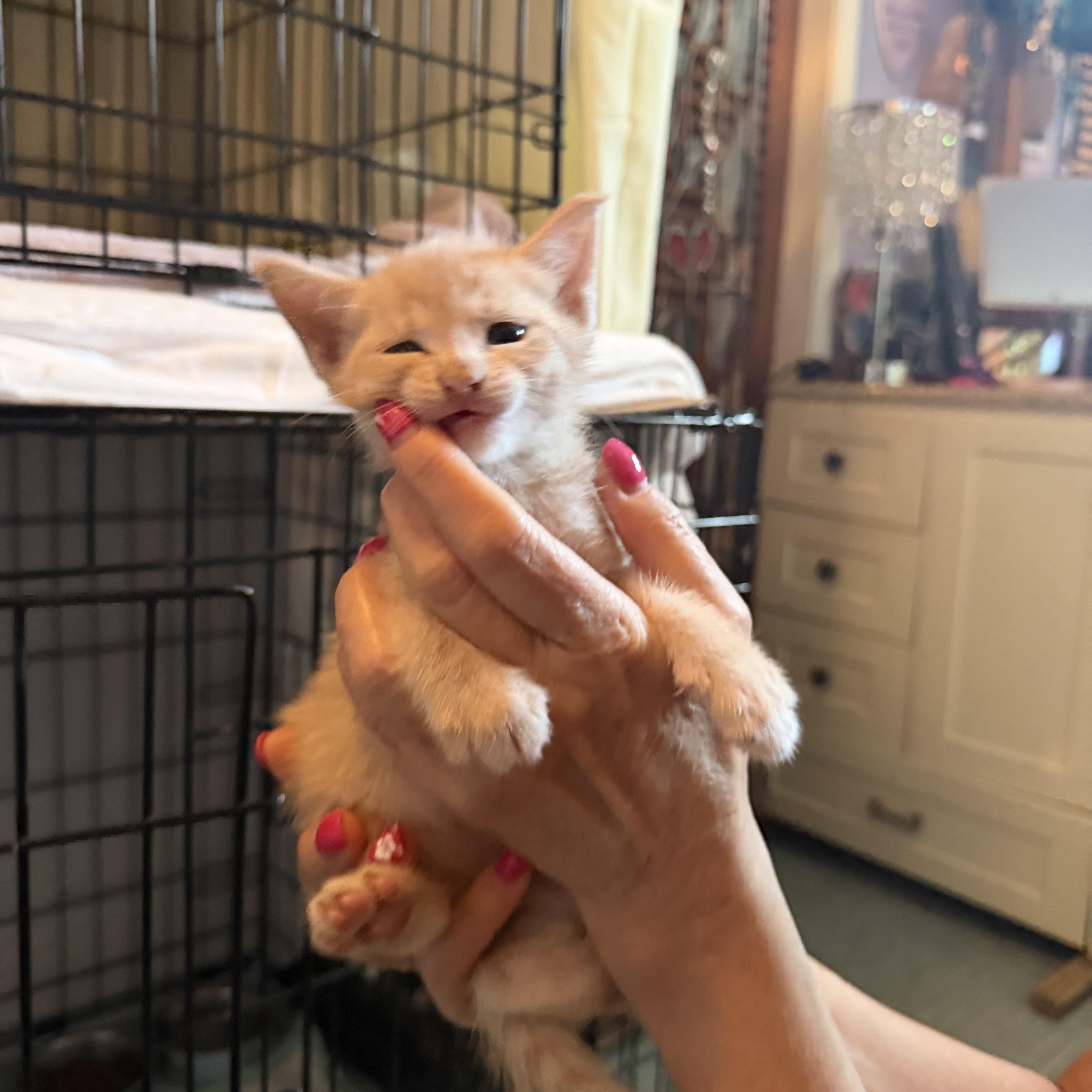 Enlarge Orion, a ADOPTABLE Domestic Short Hair in Boston, MA image 3/4
