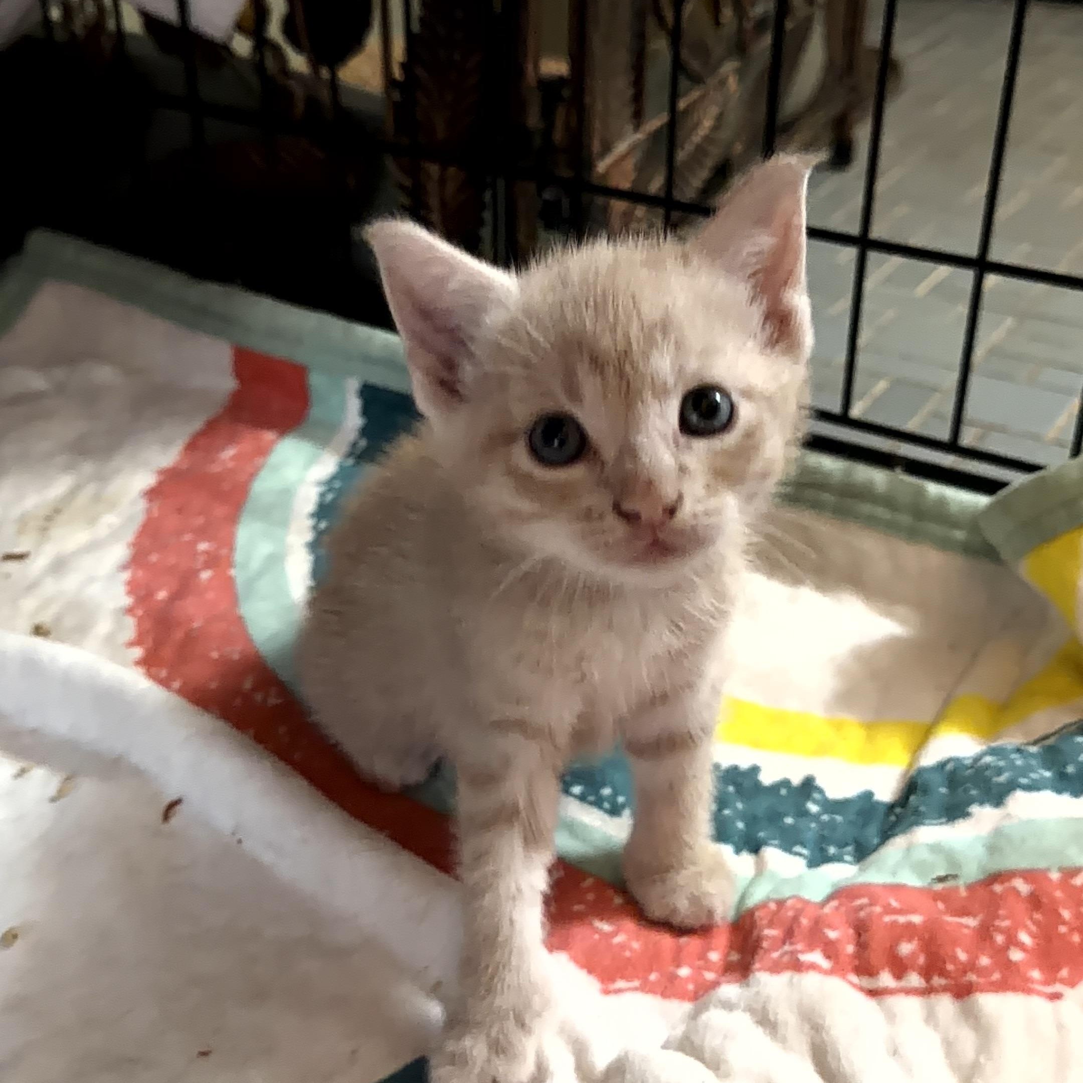 Enlarge Orion, a ADOPTABLE Domestic Short Hair in Boston, MA image 2/4