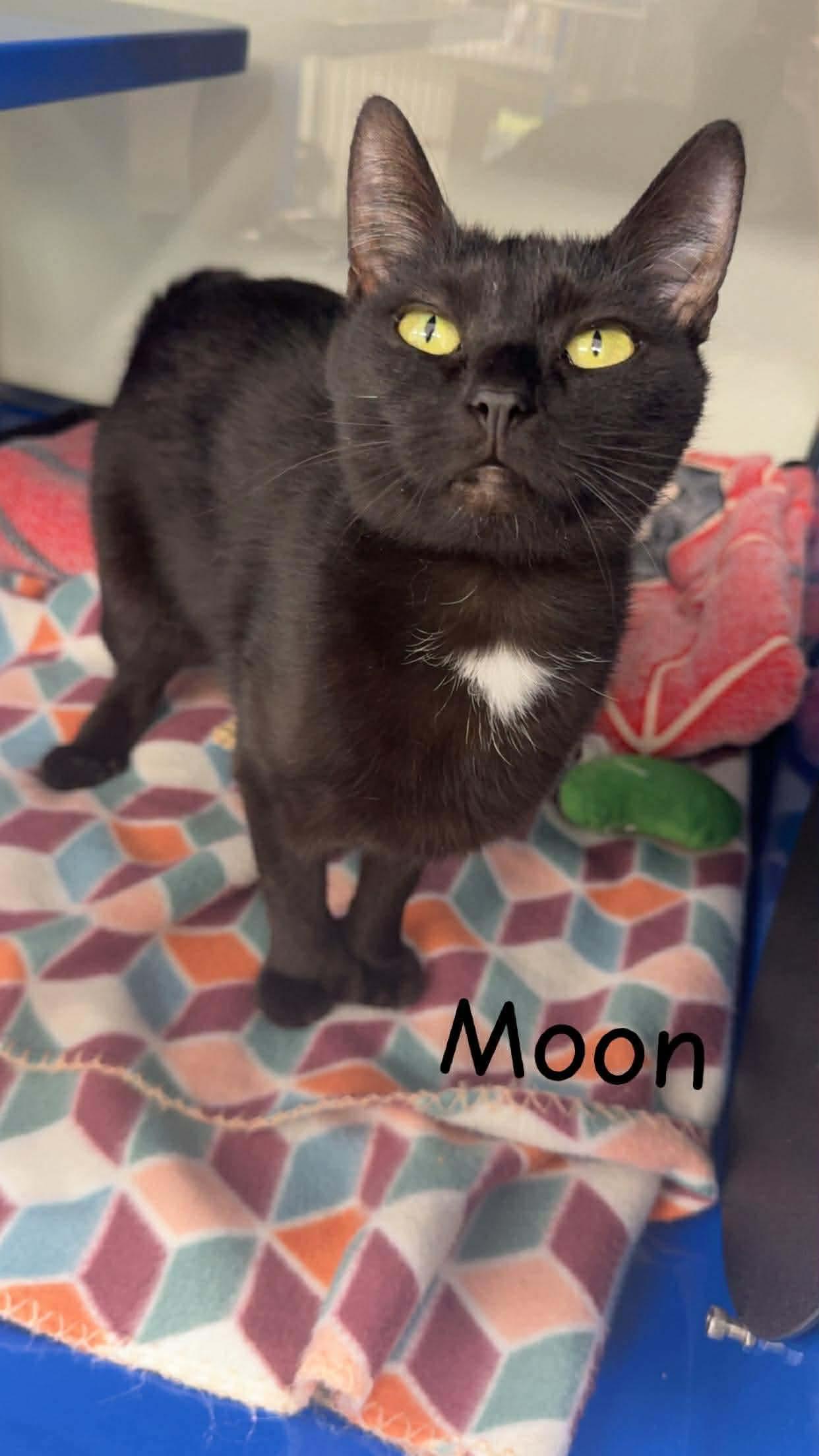 Enlarge Moon (Moon Pie), a ADOPTABLE Domestic Short Hair in Cherryfield, ME image 1/1