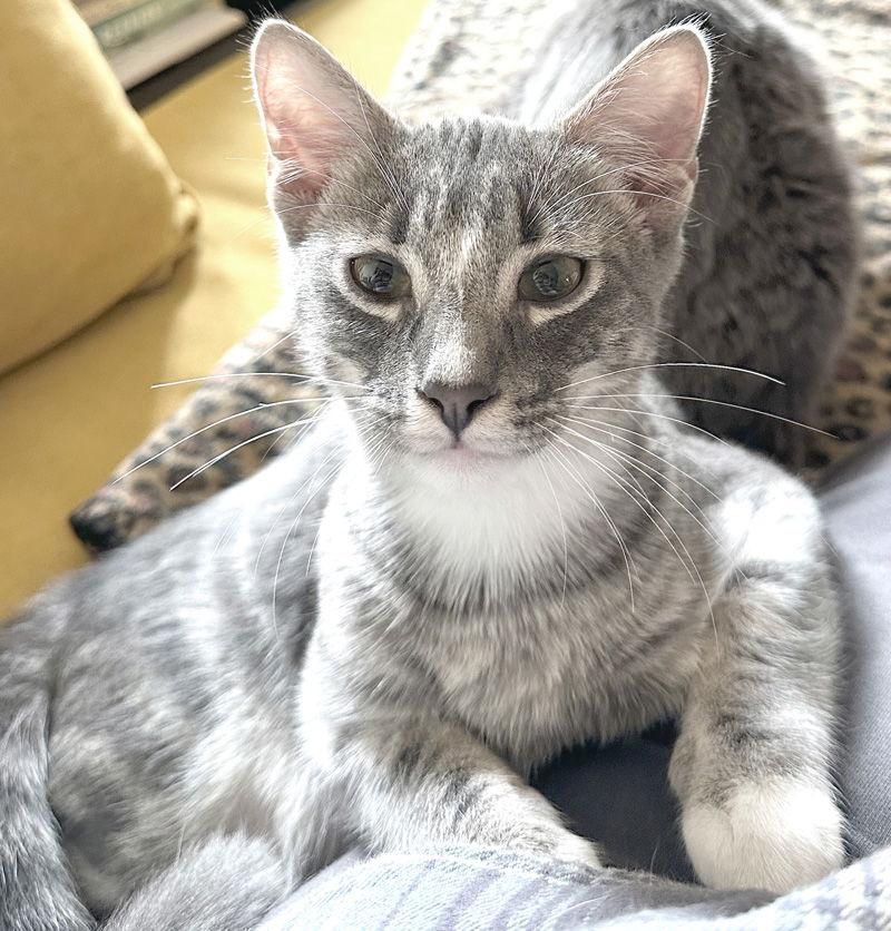 Enlarge Valentino, a Adopted Domestic Short Hair in Ventura, CA image 2/3