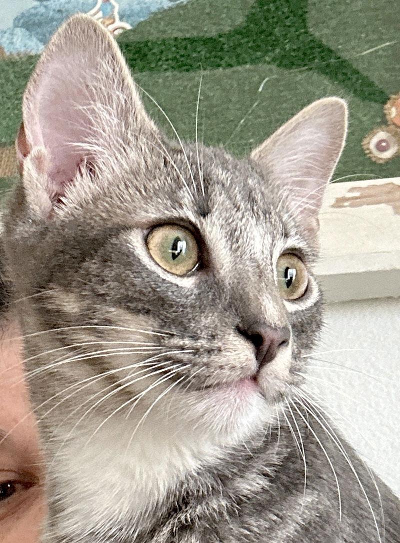 Enlarge Valentino, a Adopted Domestic Short Hair in Ventura, CA image 3/3