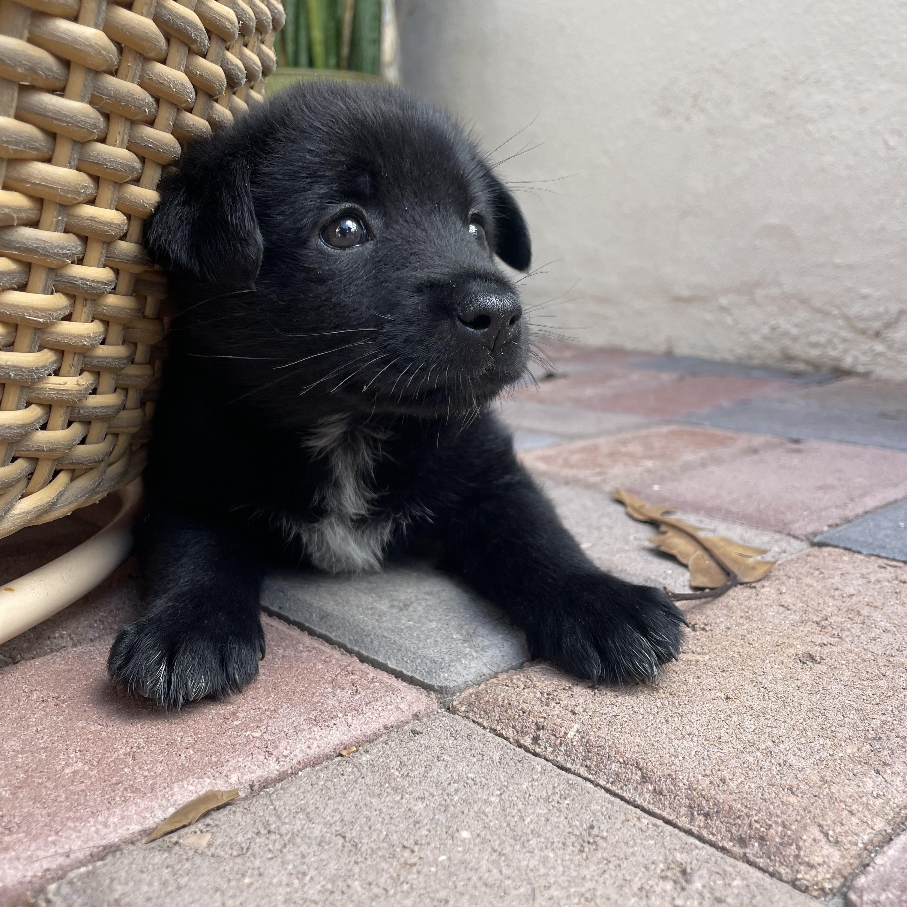Iris (I litter), Adoptable, Puppy Female Australian Cattle Dog / Blue Heeler.