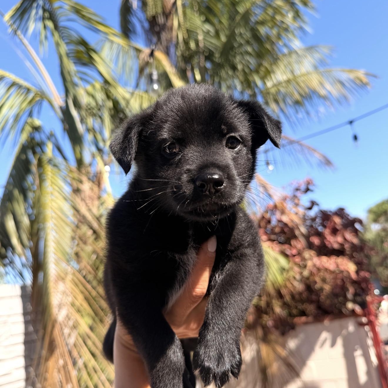 Enlarge Iris (I litter), a Adoptable mixed breed in San Diego, CA image 3/4