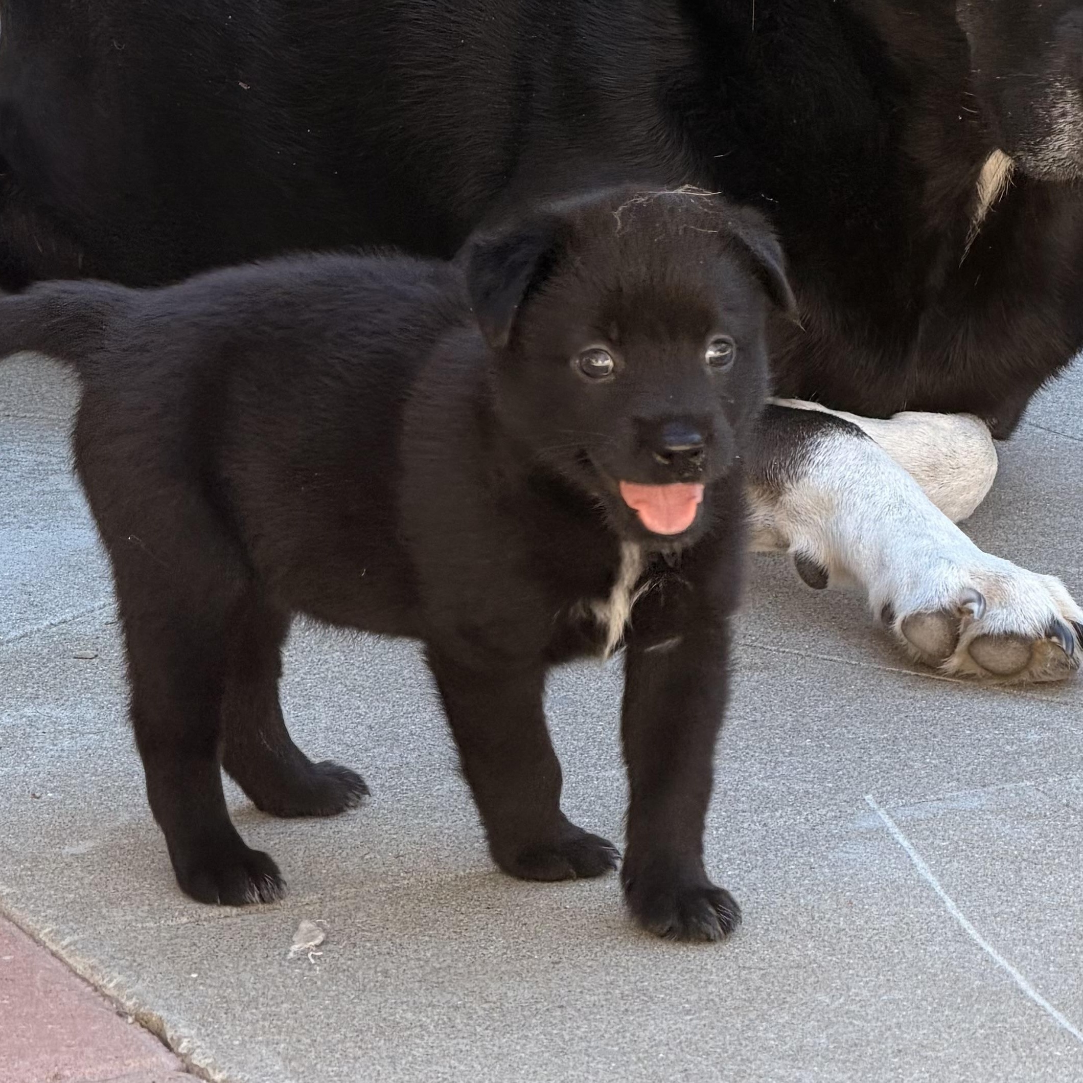 Enlarge Iris (I litter), a Adoptable mixed breed in San Diego, CA image 4/4