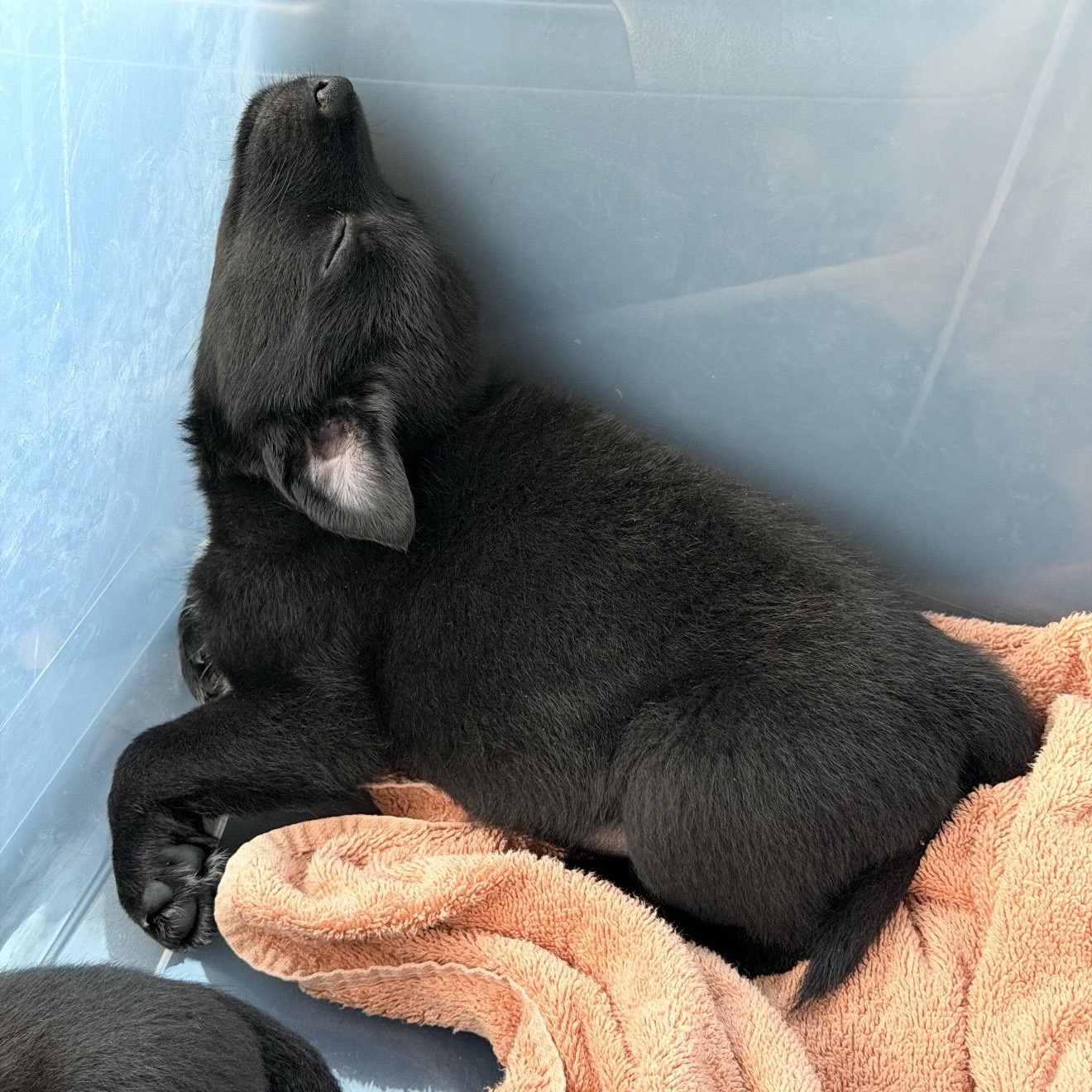 Enlarge Iris (I litter), a Adoptable mixed breed in San Diego, CA image 2/4