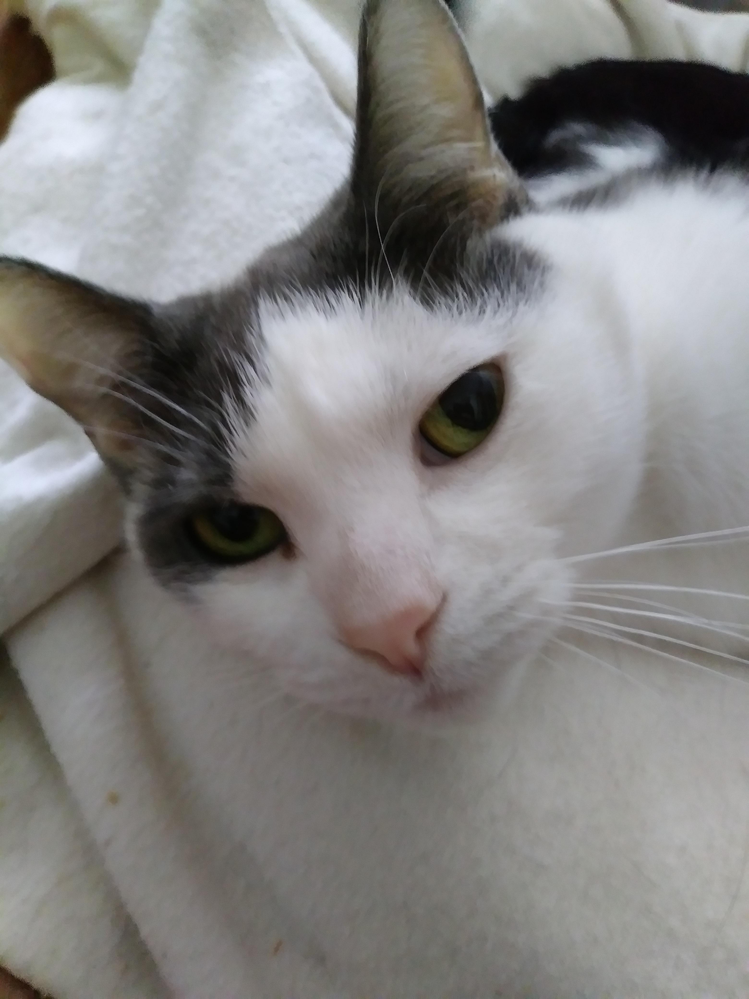 Roxy — thumbnail 2