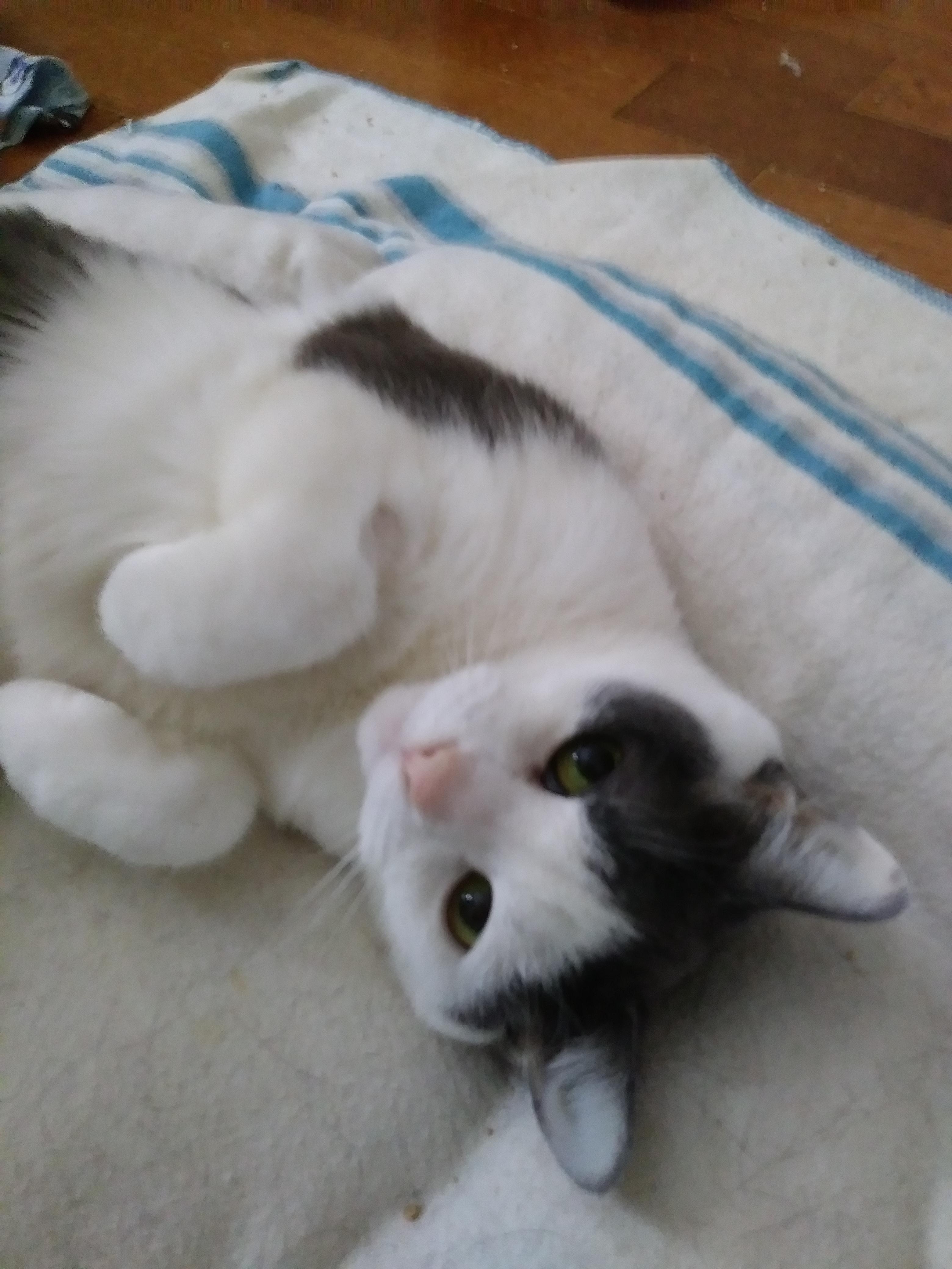 Roxy — thumbnail 3