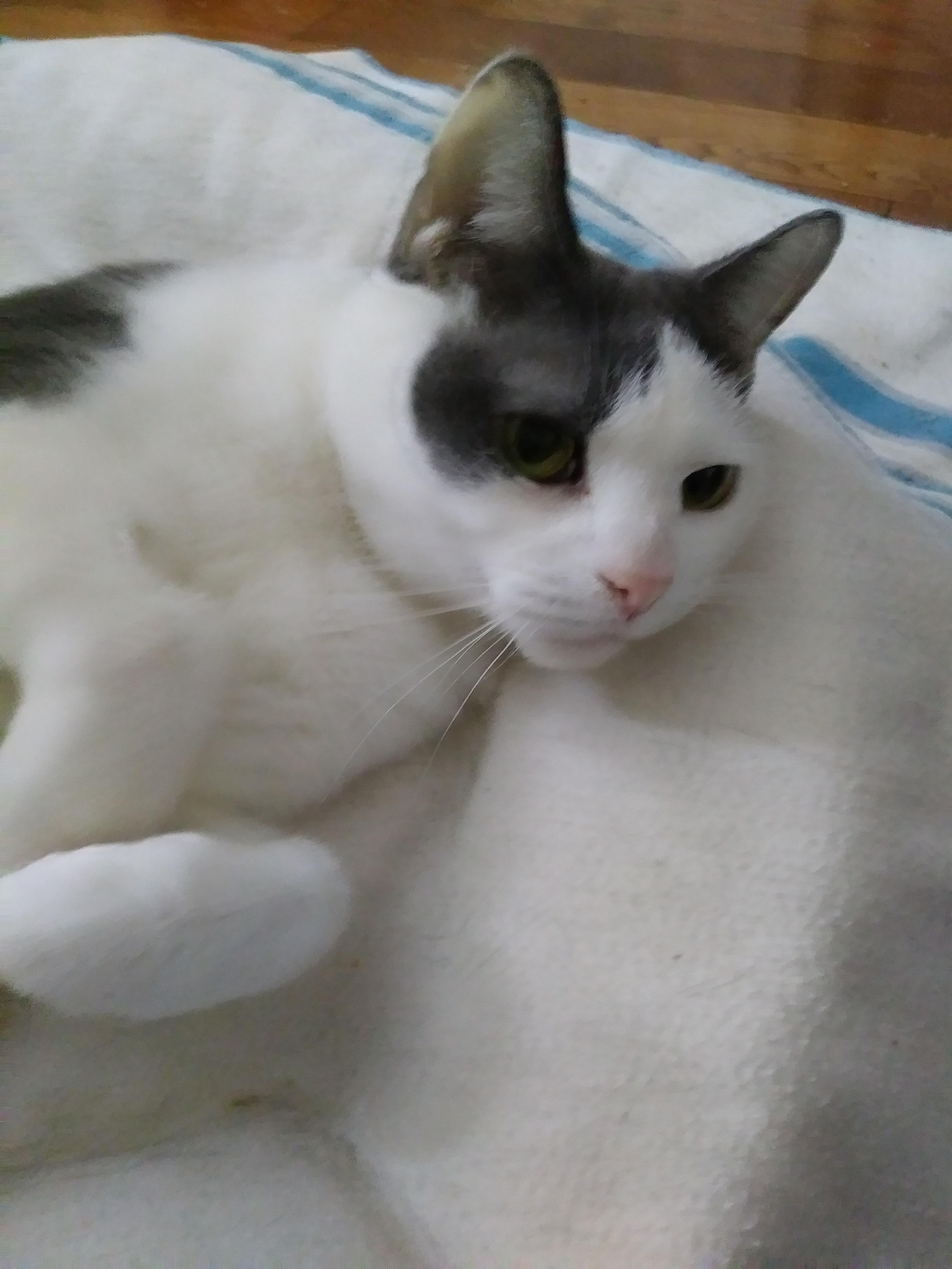 Roxy — thumbnail 4