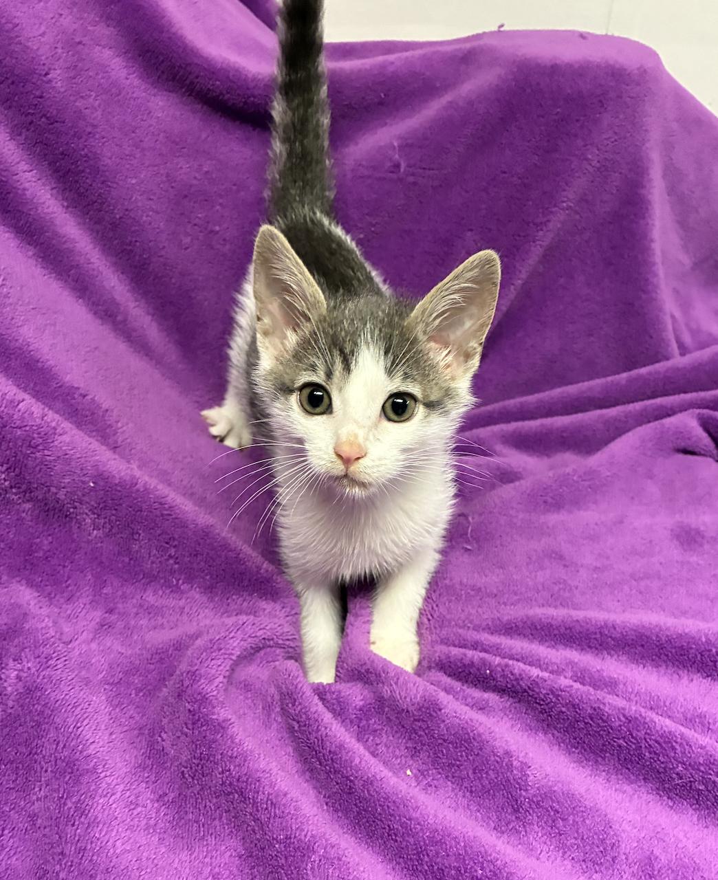 Hansel, Adopted, Kitten Male Domestic Short Hair.