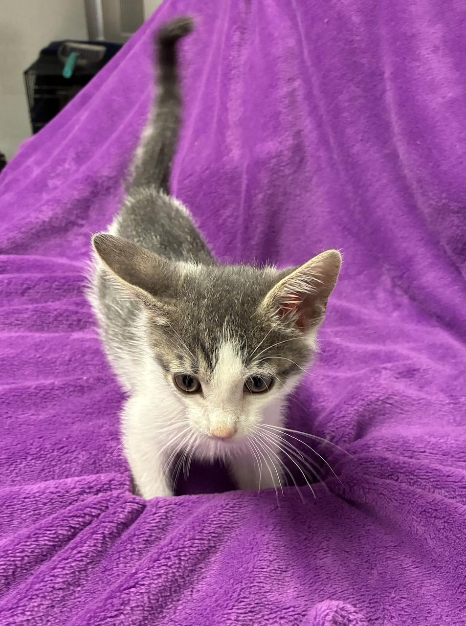 Enlarge Hansel, a Adopted Domestic Short Hair in River Edge, NJ image 4/6