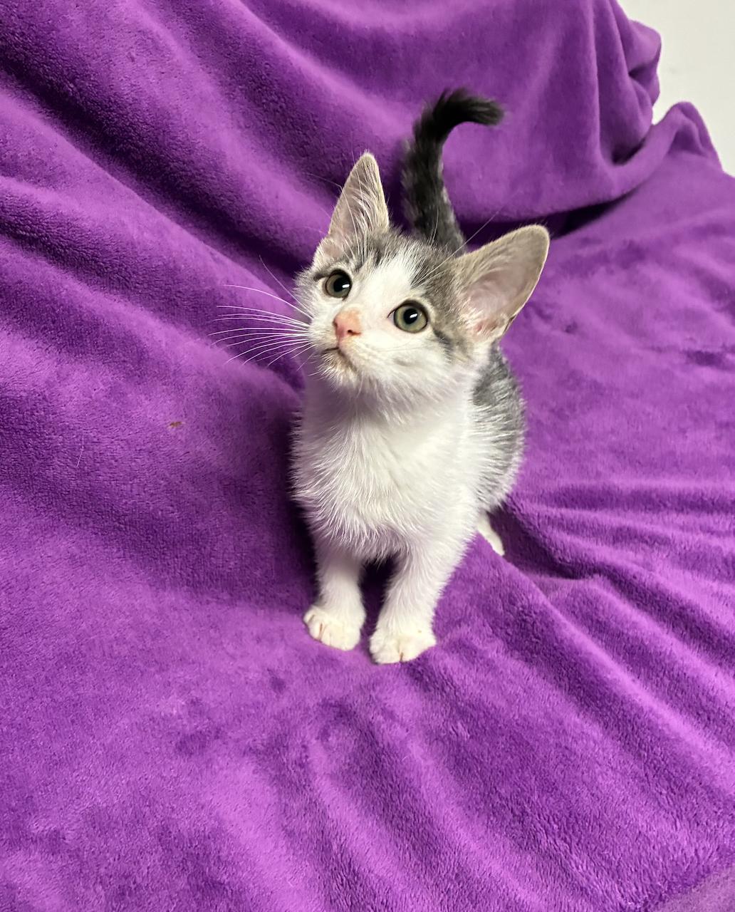 Enlarge Hansel, a Adopted Domestic Short Hair in River Edge, NJ image 3/6