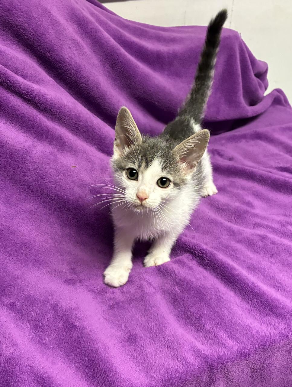 Enlarge Hansel, a Adopted Domestic Short Hair in River Edge, NJ image 2/6