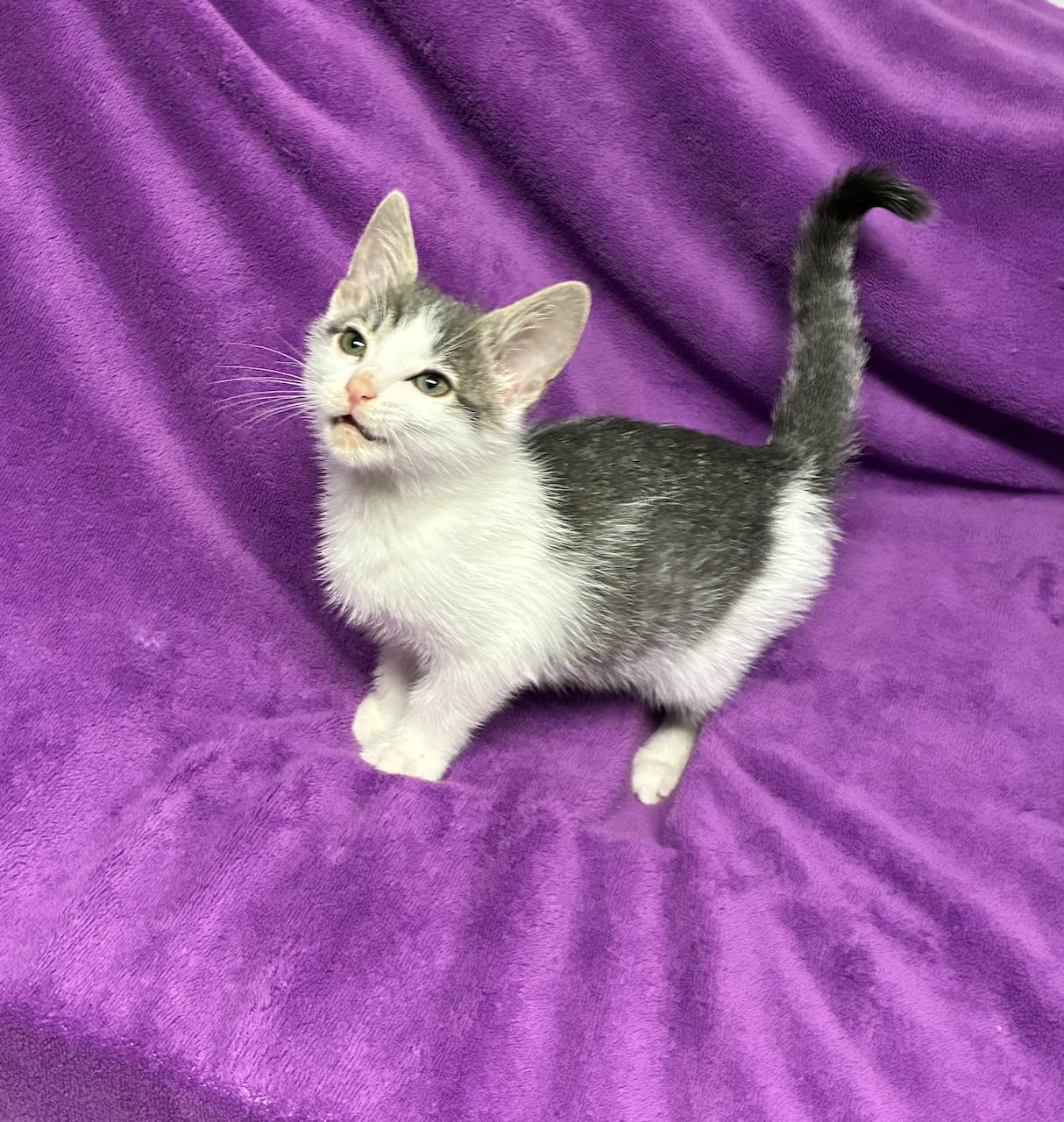 Enlarge Hansel, a Adopted Domestic Short Hair in River Edge, NJ image 5/6