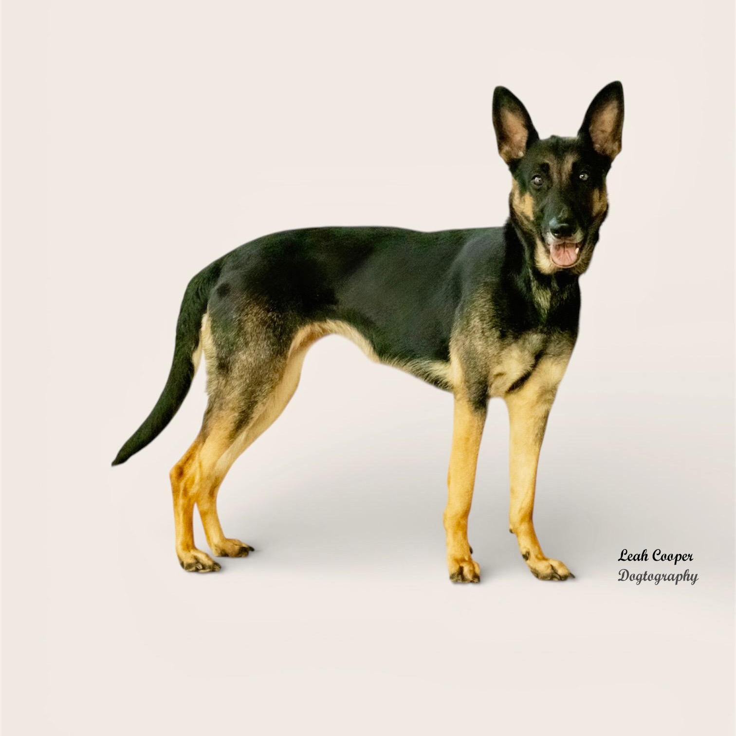 Rouge, ADOPTABLE, Adult Female German Shepherd Dog.