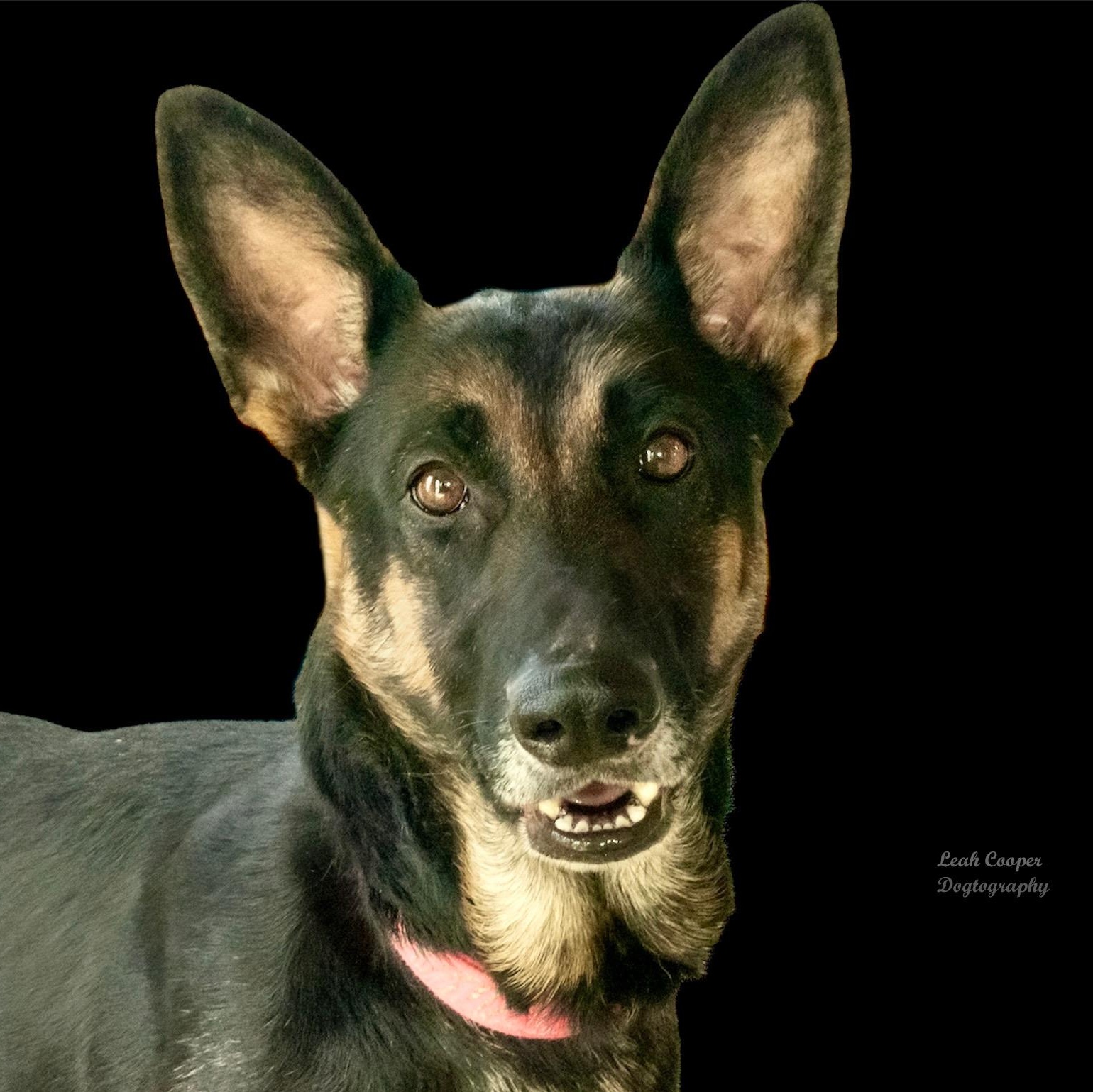 Enlarge Rouge, a ADOPTABLE mixed breed in Henderson, KY image 2/2