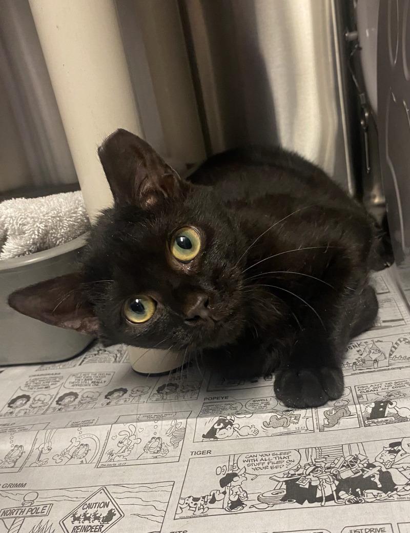 Jonathan, Adoptable, Adult Female Domestic Short Hair.