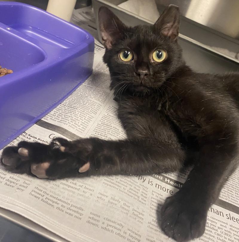 John Rooks Cat Adopt Jonathan in Cortland | Domestic Short Hair cat | Buddy