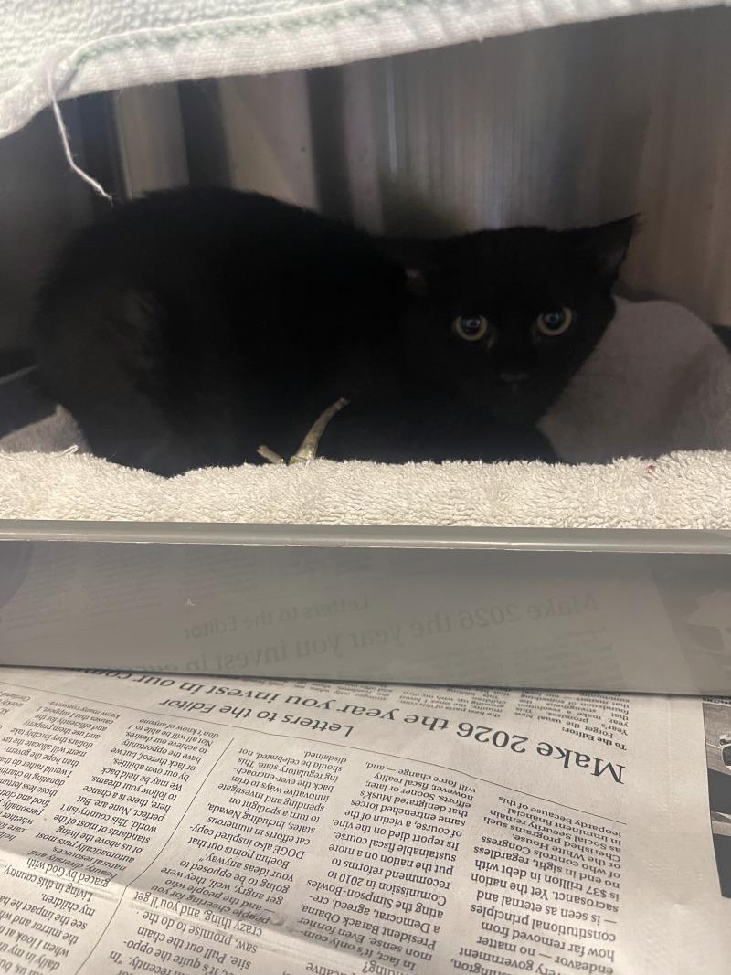 John Rooks Cat Adopt Jonathan in Cortland | Domestic Short Hair cat | Buddy