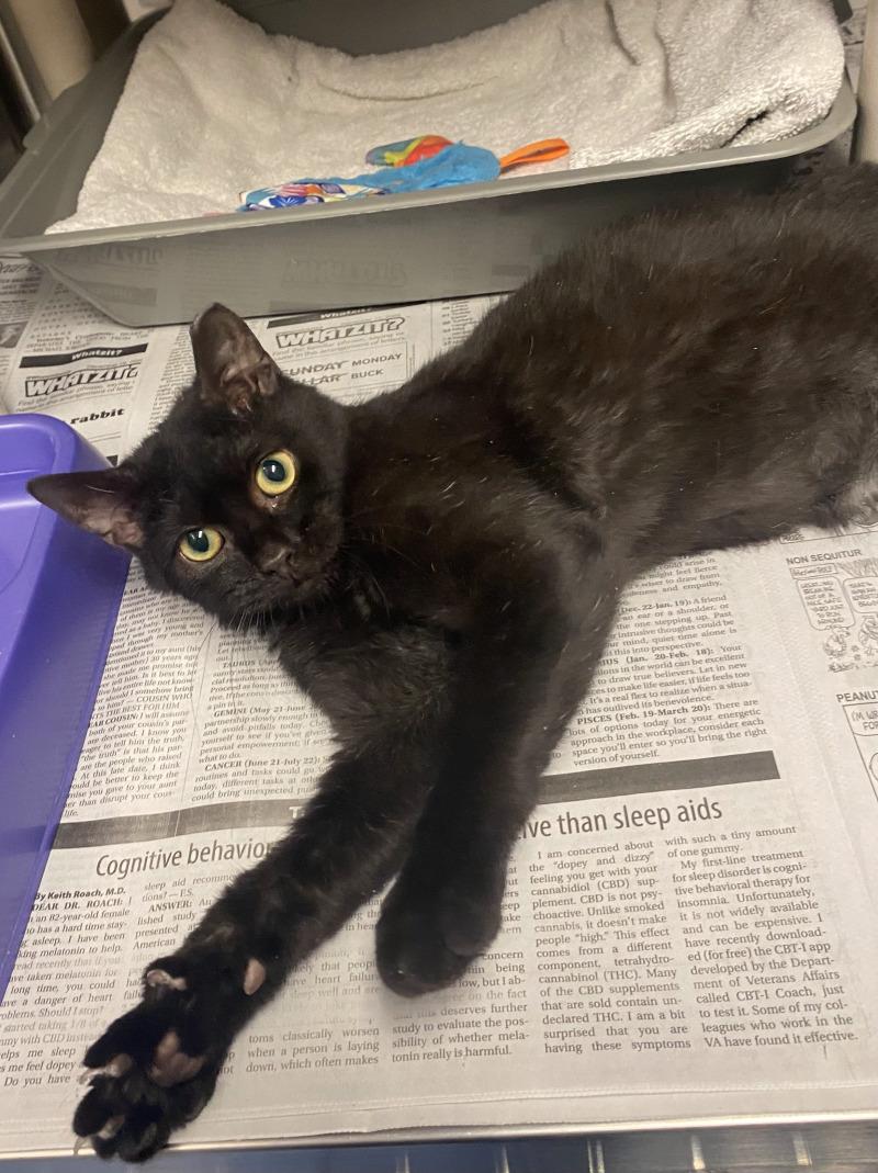 John Rooks Cat Adopt Jonathan in Cortland | Domestic Short Hair cat | Buddy