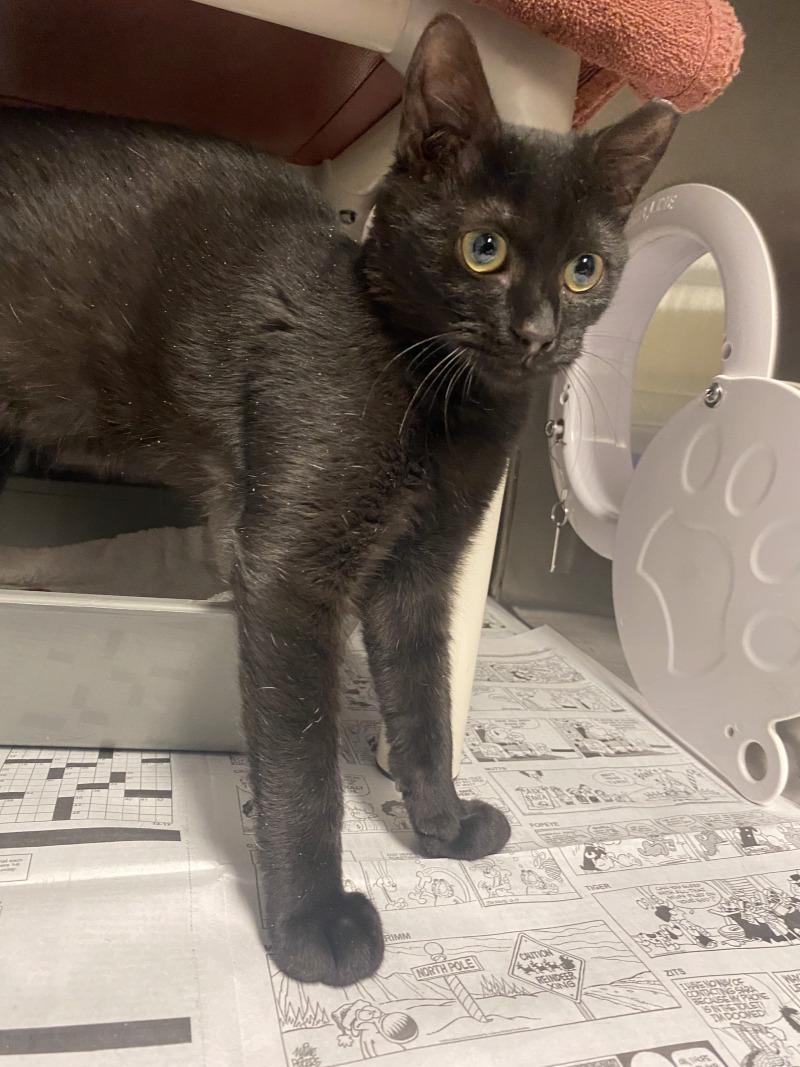 John Rooks Cat Adopt Jonathan in Cortland | Domestic Short Hair cat | Buddy