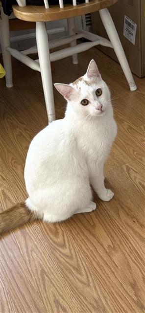 Enlarge BLANCO, a Adoptable Domestic Short Hair in Fremont, CA image 1/1