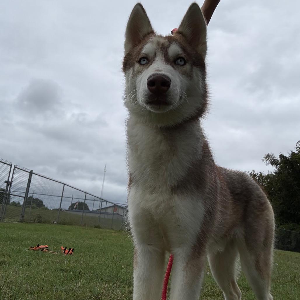 Enlarge Corky, a Adoptable Husky in Jeffersonville, IN image 1/2