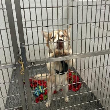 Enlarge Corky, a Adoptable Husky in Jeffersonville, IN image 2/2