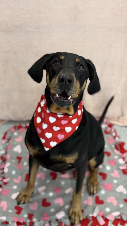 Bubba, a Adoptable mixed breed in Valley View, OH image 1/3