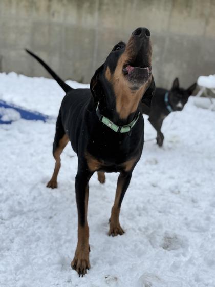 Enlarge Bubba, a Adoptable mixed breed in Valley View, OH image 1/3