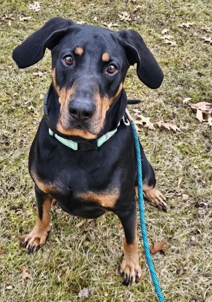 Enlarge Bubba, a Adoptable mixed breed in Valley View, OH image 2/3