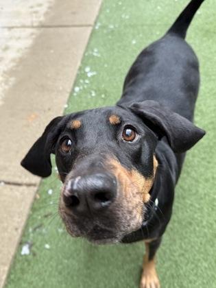 Enlarge Bubba, a Adoptable mixed breed in Valley View, OH image 2/3