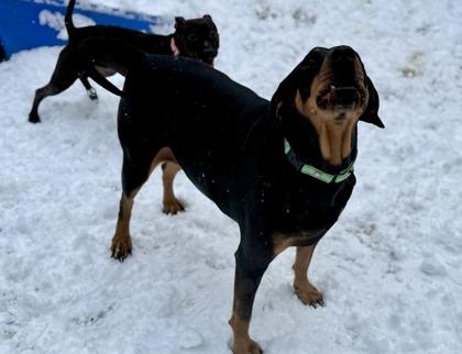 Enlarge Bubba, a Adoptable mixed breed in Valley View, OH image 3/3