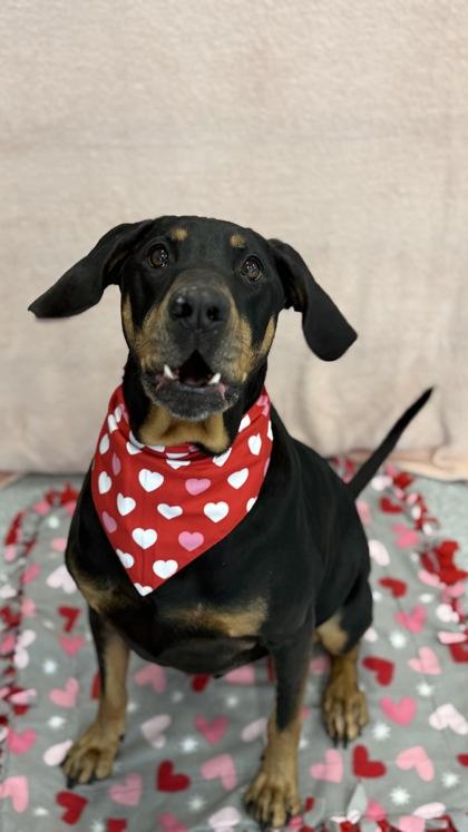 Bubba, a Adoptable mixed breed in Valley View, OH image 3/3