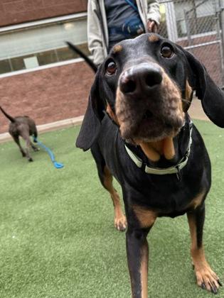 Enlarge Bubba, a Adoptable mixed breed in Valley View, OH image 3/3