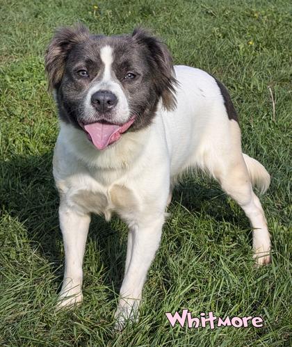 Whitmore, Adoptable, Adult Female Spaniel & Fox Terrier.
