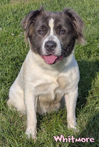 Enlarge Whitmore, a Adoptable mixed breed in Mason, MI image 2/3