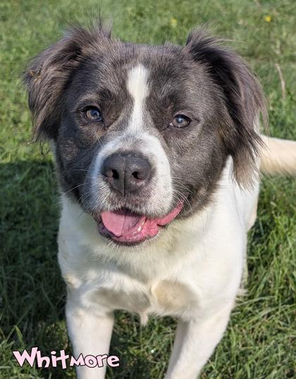 Enlarge Whitmore, a Adoptable mixed breed in Mason, MI image 3/3