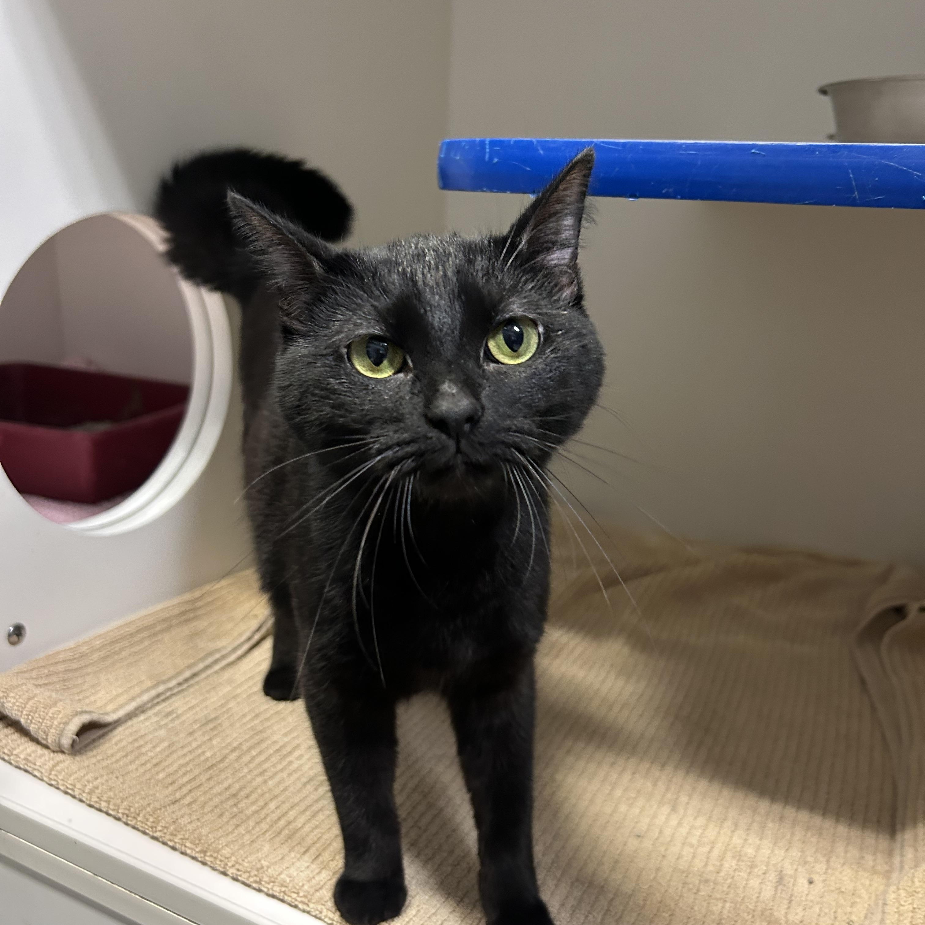 Enlarge Sally, a Adoptable Domestic Short Hair in Clinton, IL image 3/4