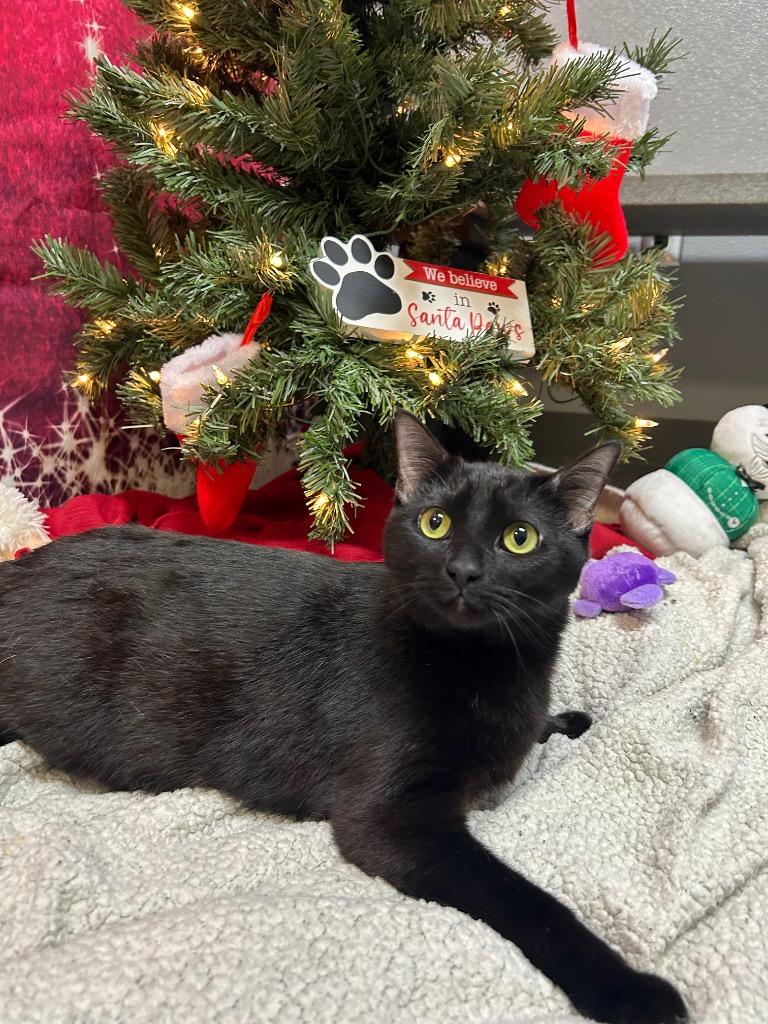 Enlarge Sally, a Adoptable Domestic Short Hair in Clinton, IL image 2/4